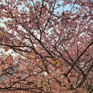 【ちなつ桜編】😄🌸✨