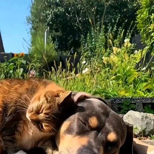 おっはニャン➰ฅ•ﻌ•ฅ☀️✨