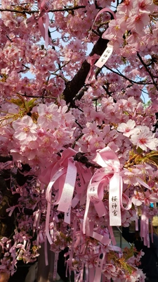 【ちなつ桜編】😄🌸✨