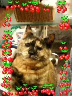 【猫の日】ฅ•ﻌ•ฅ❤️❤️❤️