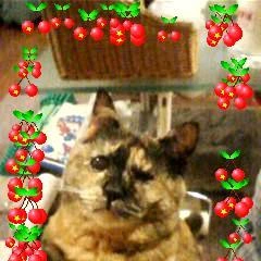 【猫の日】ฅ•ﻌ•ฅ❤️❤️❤️