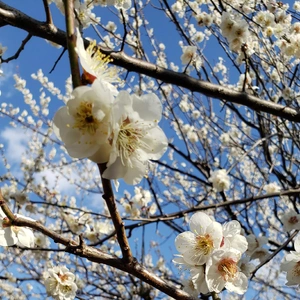 【ちなつ】です😄🌸✨