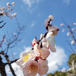 【ちなつ梅編】😄🌸✨