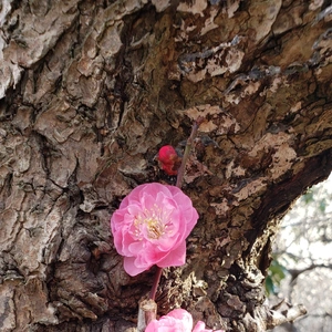【ちなつ梅編】😄🌸✨
