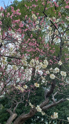 【ちなつ梅編】😄🌸✨