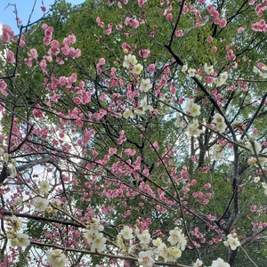 【ちなつ梅編】😄🌸✨