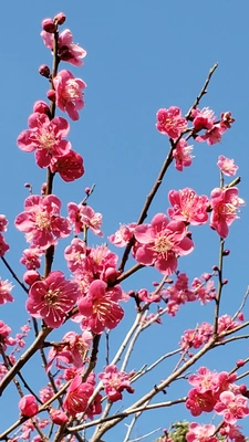 【ちなつ梅編】😄🌸✨