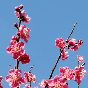 【ちなつ梅編】😄🌸✨