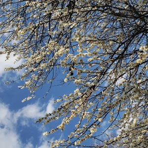 【ちなつ梅編】😄🌸✨