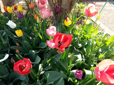 ✨🌷３月誕生花・チューリップ🌷✨