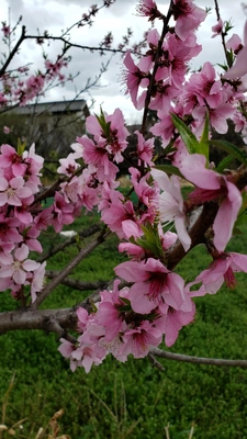 【ちなつ桃編】😄🌸✨