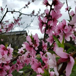 【ちなつ桃編】😄🌸✨