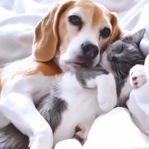 おっはニャンฅ•ﻌ•ฅ☁️