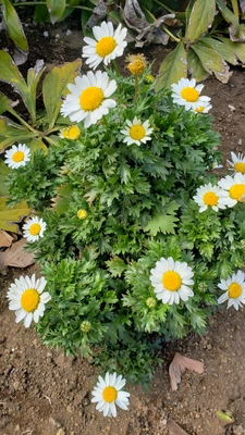 【ちなつ春のお花編】😄🌼✨