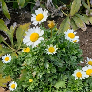 【ちなつ春のお花編】😄🌼✨