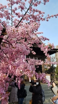 【ちなつ桜編】😄🌸✨