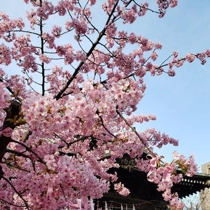 【ちなつ桜編】😄🌸✨