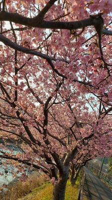 【ちなつ桜編】😄🌸✨