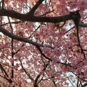 【ちなつ桜編】😄🌸✨