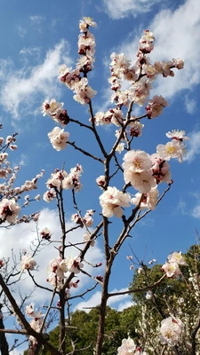 【ちなつ梅編】😄🌸✨