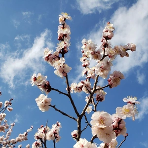 【ちなつ梅編】😄🌸✨