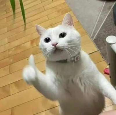 こにゃにゃちわ➰ฅ•ﻌ•ฅ☀️✨