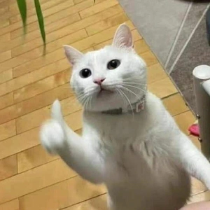 こにゃにゃちわ➰ฅ•ﻌ•ฅ☀️✨