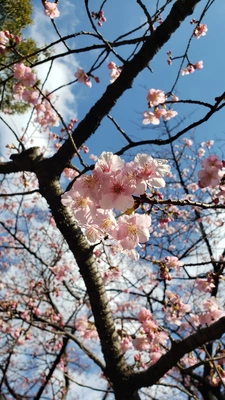 【ちなつ桜編】😄🌸✨
