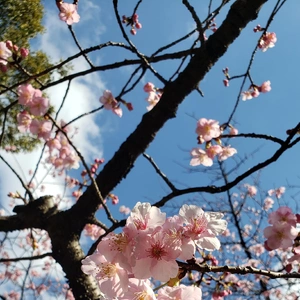 【ちなつ桜編】😄🌸✨