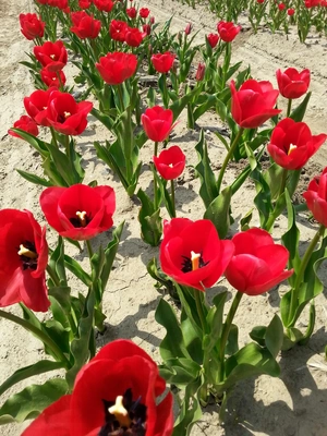 【ちなつチューリップ編】😄🌷✨