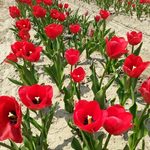 【ちなつチューリップ編】😄🌷✨