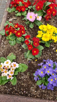 【ちなつ春のお花編】😄🌼✨