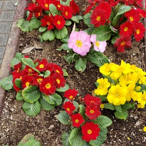 【ちなつ春のお花編】😄🌼✨