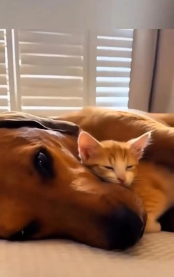 こにゃにゃちわ➰ฅ•ﻌ•ฅ☀️✨