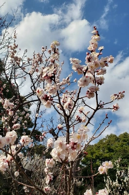 【ちなつ梅編】😄🌸✨