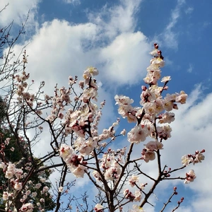 【ちなつ梅編】😄🌸✨