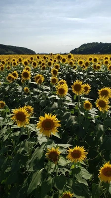 【ちなつ】携帯写真館