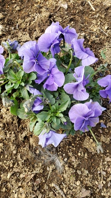 【ちなつ春のお花編】😄🌼✨