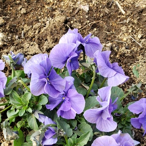 【ちなつ春のお花編】😄🌼✨