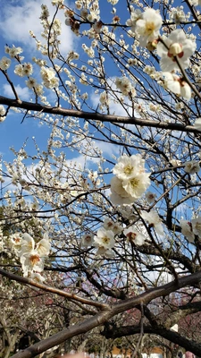 【ちなつ梅編】😄🌸✨