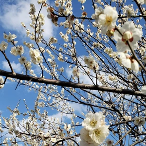 【ちなつ梅編】😄🌸✨