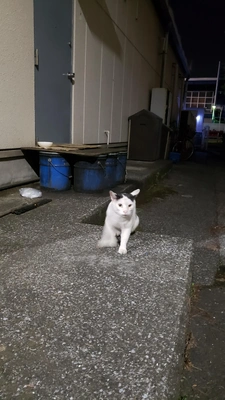 【ちなつ野良猫編】😄🐱✨