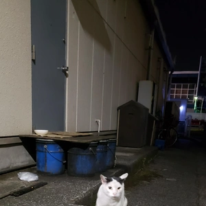 【ちなつ野良猫編】😄🐱✨