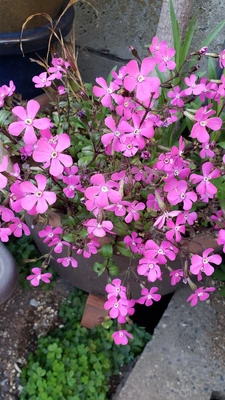 【ちなつ春のお花編】😄🌼✨
