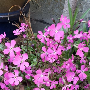 【ちなつ春のお花編】😄🌼✨