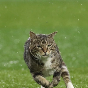 おっはニャンฅ•ﻌ•ฅ☀️✨