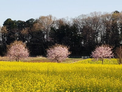 【ちなつ桜編】😄🌸✨