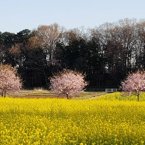 【ちなつ桜編】😄🌸✨