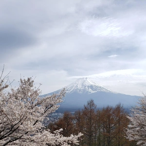 【ちなつ桜編】😄🌸✨