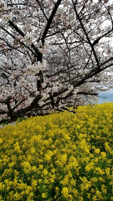 【ちなつ桜編】😄🌸✨